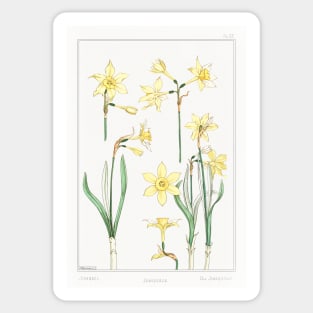 Jonquil (1896) Sticker